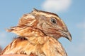 Quail portret Royalty Free Stock Photo