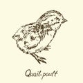 Quail-poult, sketch in pop art style