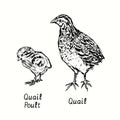 Quail with poult standing side view. Ink black and white doodle drawing