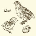 Quail, Quail-poult and egg set, sketch in pop art style