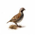 Quail Hunting: Three Birds Standing On Coiled Seed