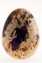 Quail's egg