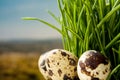 Quail's eggs and feathers in green grass