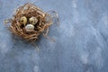 Quail`s fresh little eggs are in a nest of straw