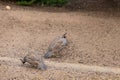 California Quail Royalty Free Stock Photo