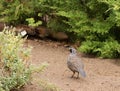 California Quail Royalty Free Stock Photo