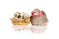 Quail sitting next to a basket of quail eggs Royalty Free Stock Photo