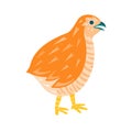 Quail vector illustration