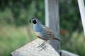 California Quail waiting on fence for mate Royalty Free Stock Photo