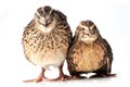 Quails Royalty Free Stock Photo