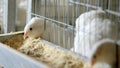 Quails in cages at poultry farm. Royalty Free Stock Photo