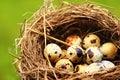 Quails Eggs in a nest on grass background