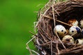 Quails Eggs in a nest on grass background