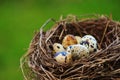 Quails Eggs in a nest on green background