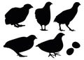 Quail bird in different poses in the set. The image can be suitable as a logo for food or other.