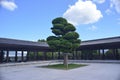 Tsz Shan Monastery pine pavilion Gazebo Kiosk