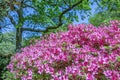 Quaint English cottage garden in spring with a variety of plants Royalty Free Stock Photo