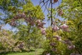 Quaint English cottage garden in spring with a variety of plants and flowers Royalty Free Stock Photo