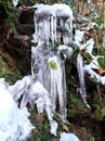 Quaint formation of icicles on mossy cliff Royalty Free Stock Photo