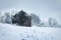 Quaint, old cabin is pictured covered by evergreen leaves in a winter scene