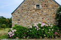 A quaint stone cottage in Brittany, France stands fronted by flowering hydrangea bushes.