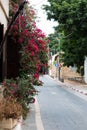 Quaint street in Neve Tzedek, Tel Aviv-Yafo, lined with vibrant bougainvillea and traditional stone houses Royalty Free Stock Photo