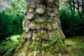 quaint trunk of a very old plane tree Royalty Free Stock Photo
