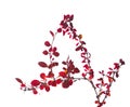 Quaint twig of Berberis Thunbergii Red Barberry  with  autumn leaves and red berries  isolated on white  background. Selective f Royalty Free Stock Photo