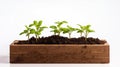 Small wooden potting box filled with seedlings in soil, against white background