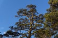 Quaintly curved pine top against a sky background Royalty Free Stock Photo