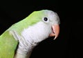 Quaker Parrot Royalty Free Stock Photo