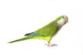 Quaker Parrot