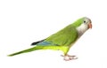 Quaker Parrot Royalty Free Stock Photo