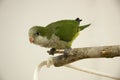 Quaker Parrot Royalty Free Stock Photo