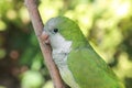 Quaker Parrot on Branch Royalty Free Stock Photo