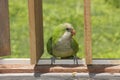 Quaker Parrot on Fence Royalty Free Stock Photo