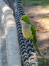 Quaker parrot on a fence Royalty Free Stock Photo