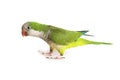 Quaker Parrot Isolated on White