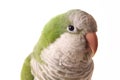 Quaker Parrot Isolated on White Background - Myiopsitta monachus Royalty Free Stock Photo