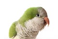 Quaker Parrot Closeup on White Background Royalty Free Stock Photo