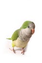 Front View Quaker Parrot Isolated on White Background Royalty Free Stock Photo