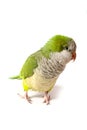 Quaker Parrot Isolate on White Royalty Free Stock Photo