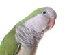 Quaker Parrot Isolated on White Background Royalty Free Stock Photo