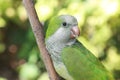 Quaker Parrot looking back Royalty Free Stock Photo