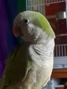 Quaker Parrot Royalty Free Stock Photo