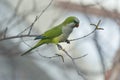 Quaker Parrot