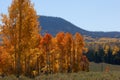 Quaking Aspen