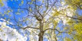 Quaking aspen against bright blue sky with clouds Royalty Free Stock Photo