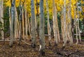 Quaking Aspen