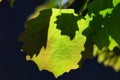 Quaking aspen poplar round leaf texture macro, fresh and green